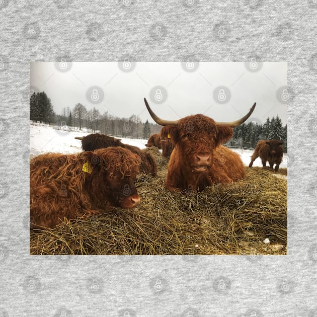 Scottish Highland Cattle Cow and Calf 1863 by SaarelaHighland